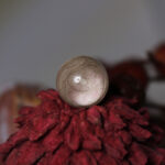 Tierzauber Perle mit Krone